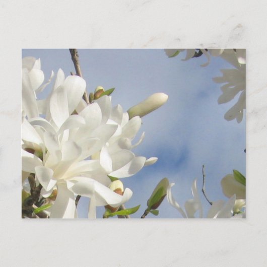 Carte postale Star Magnolia (Devant)