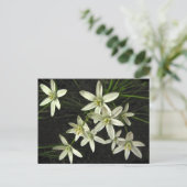 Carte postale Star of Bethlehem (Debout devant)