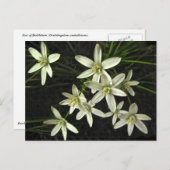 Carte postale Star of Bethlehem (Devant / Derrière)