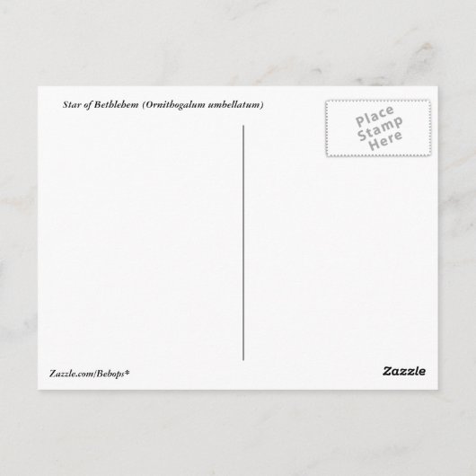 Carte postale Star of Bethlehem (Dos)