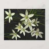 Carte postale Star of Bethlehem (Devant)