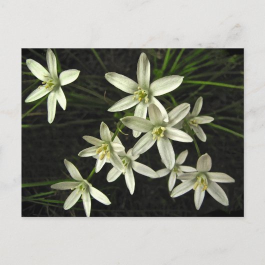 Carte postale Star of Bethlehem (Devant)