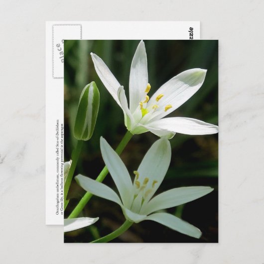 Carte postale : Star-of-Bethlehem (Fleur) (Devant / Derrière)