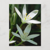 Carte postale : Star-of-Bethlehem (Fleur) (Devant)