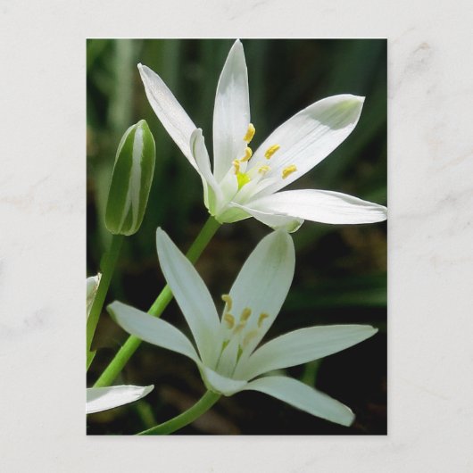 Carte postale : Star-of-Bethlehem (Fleur) (Devant)