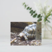 Carte postale Star Tortoise (Debout devant)