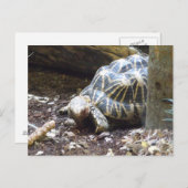 Carte postale Star Tortoise (Devant / Derrière)