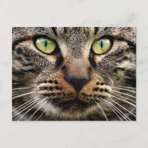 Carte Postale Stare-chat Stray