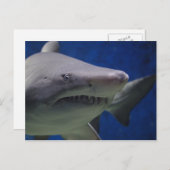 Carte Postale Stare De Requin, Nage De Requin, Closeup Visage (Devant / Derrière)