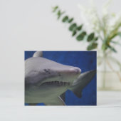 Carte Postale Stare De Requin, Nage De Requin, Closeup Visage (Debout devant)
