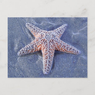 Carte postale Starfish
