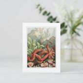 Carte Postale Starfish (Debout devant)