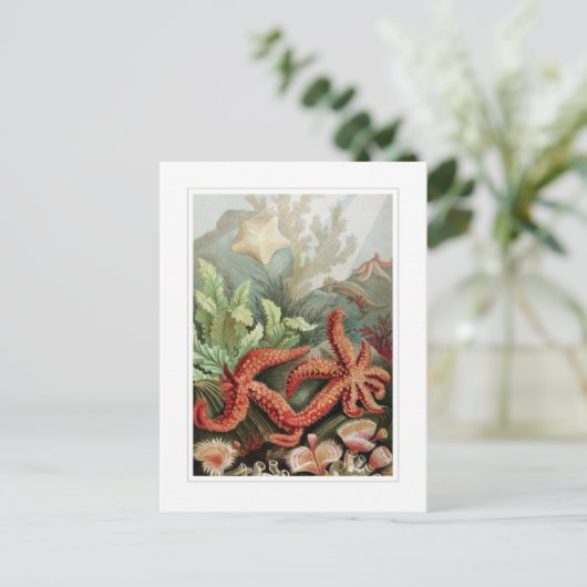 Carte Postale Starfish (Debout devant)