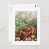 Carte Postale Starfish (Devant / Derrière)