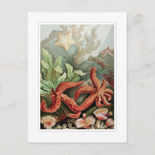 Carte Postale Starfish (Devant)