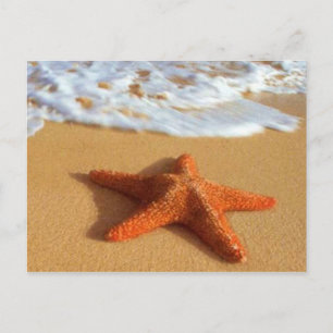 Carte postale Starfish