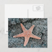 Carte postale Starfish (Devant / Derrière)