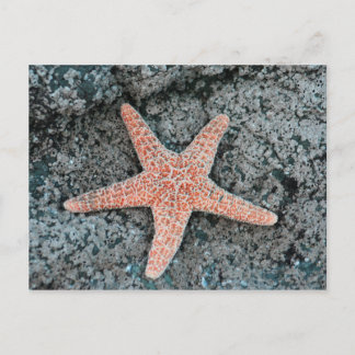 Carte postale Starfish