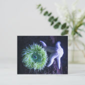 Carte Postale Starfish & Anemone (Debout devant)