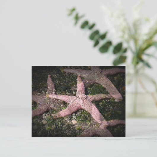 Carte postale Starfish rose (Debout devant)