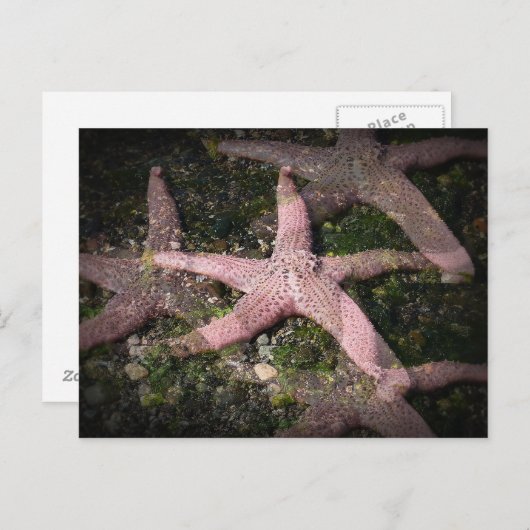 Carte postale Starfish rose (Devant / Derrière)