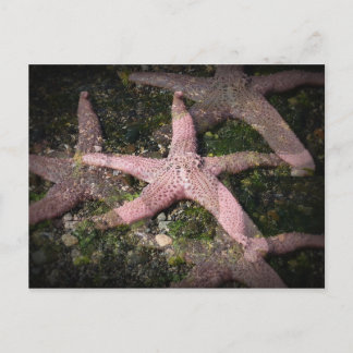 Carte postale Starfish rose