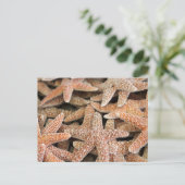 Carte Postale Starfish Sea Star (Debout devant)