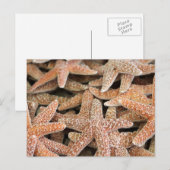 Carte Postale Starfish Sea Star (Devant / Derrière)