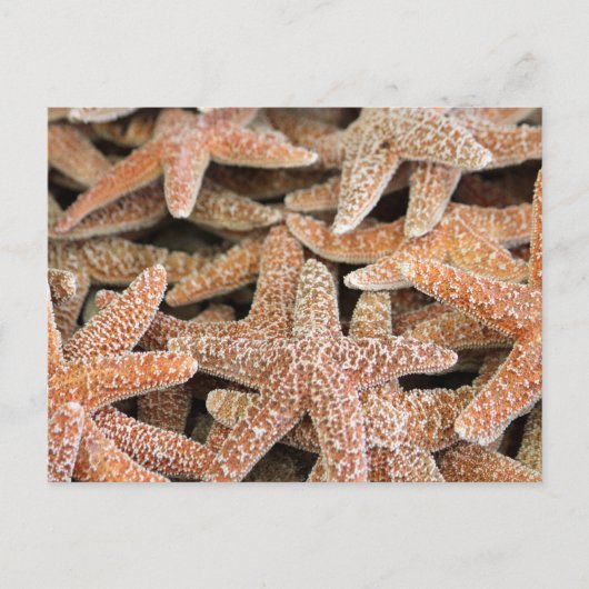 Carte Postale Starfish Sea Star (Devant)