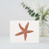 Carte Postale Starfish - Sherman Denton Fish Lithograph (Debout devant)