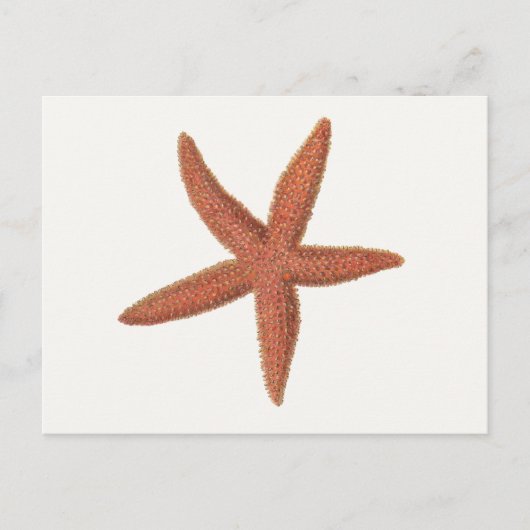 Carte Postale Starfish - Sherman Denton Fish Lithograph (Devant)
