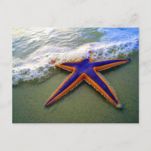 Carte Postale Starfish Tropical Sandy Beach Sea Wave