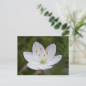 Carte Postale Starflower arctique, Trientalis europaea (Debout devant)