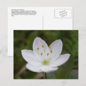Carte Postale Starflower arctique, Trientalis europaea (Devant / Derrière)