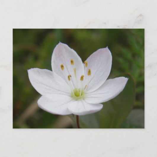 Carte Postale Starflower arctique, Trientalis europaea (Devant)