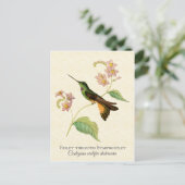 Carte postale Starfrontlet Hummingbird Art (Debout devant)