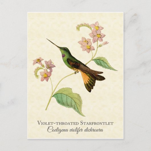 Carte postale Starfrontlet Hummingbird Art (Devant)