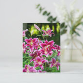 Carte Postale Stargazer Lilies (Debout devant)