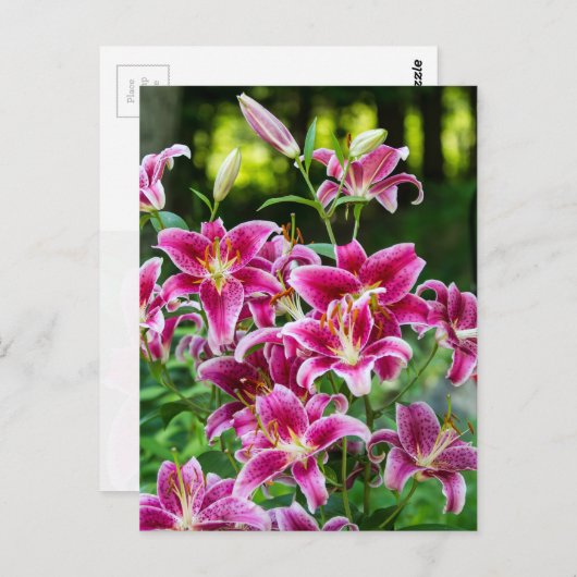 Carte Postale Stargazer Lilies (Devant / Derrière)