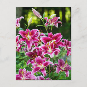 Carte Postale Stargazer Lilies