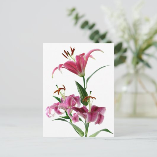 Carte Postale Stargazer Lily (Debout devant)