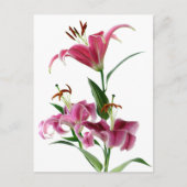 Carte Postale Stargazer Lily (Devant)