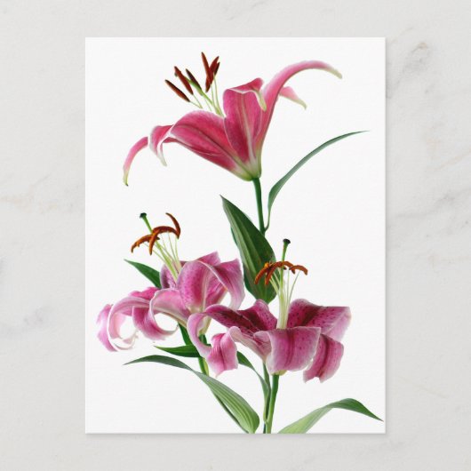 Carte Postale Stargazer Lily (Devant)