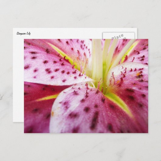 Carte Postale Stargazer Lily brillant Magenta Floral (Devant / Derrière)