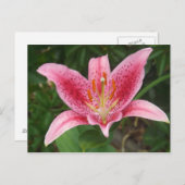 Carte postale Stargazer rose (Devant / Derrière)