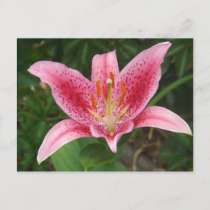 Carte postale Stargazer rose