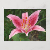 Carte postale Stargazer rose (Devant)