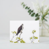 Carte Postale Staring Osprey (Debout devant)