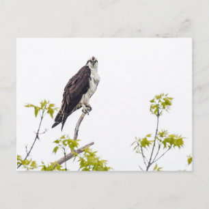 Carte Postale Staring Osprey