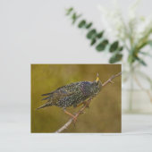 Carte Postale Starling (Debout devant)